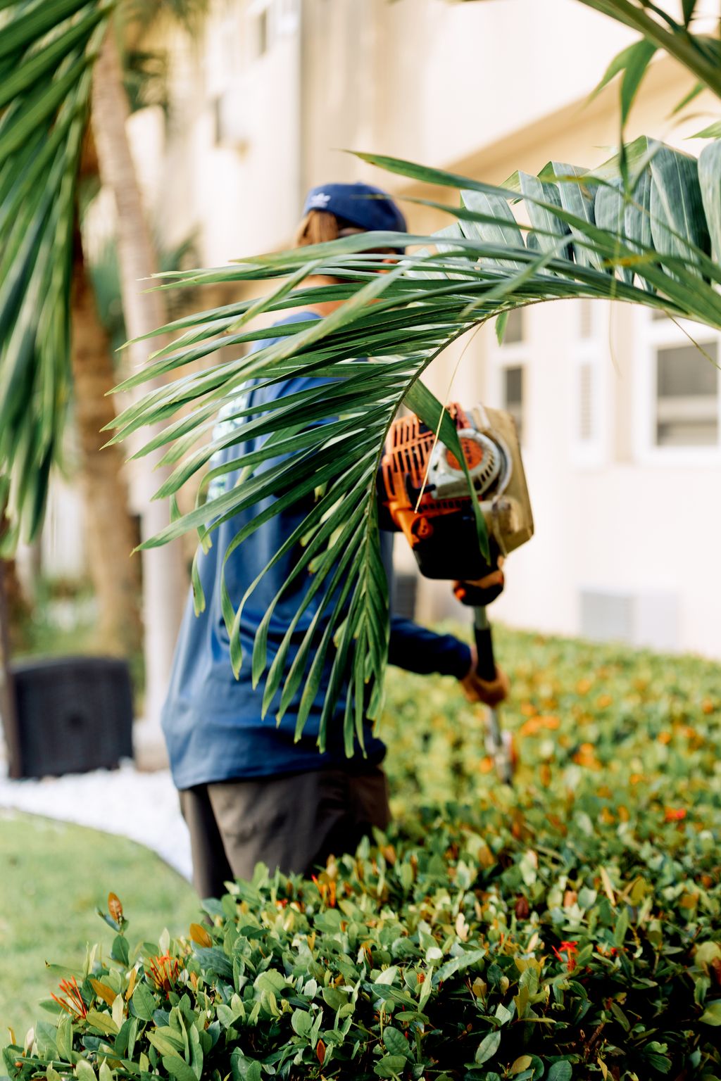 trimming hedges