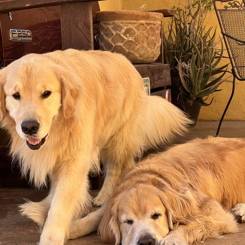 The best goldens hanging with me by the pool