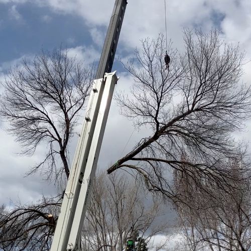 Tree trim, removal, and stump grinding.