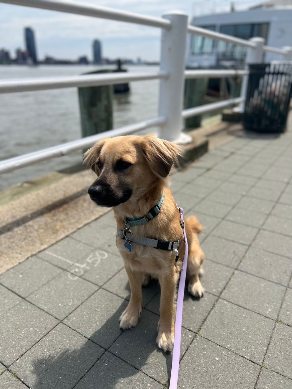 CHARLIE . GETS TREATS THROUGHOUT MY WHOLE WALK BEC