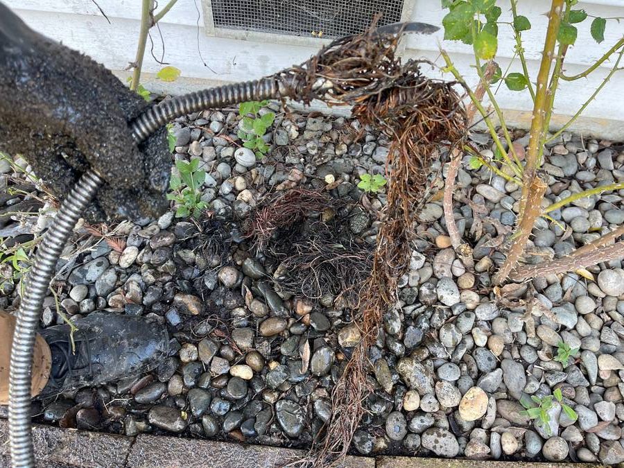 clearing sewer main clog.