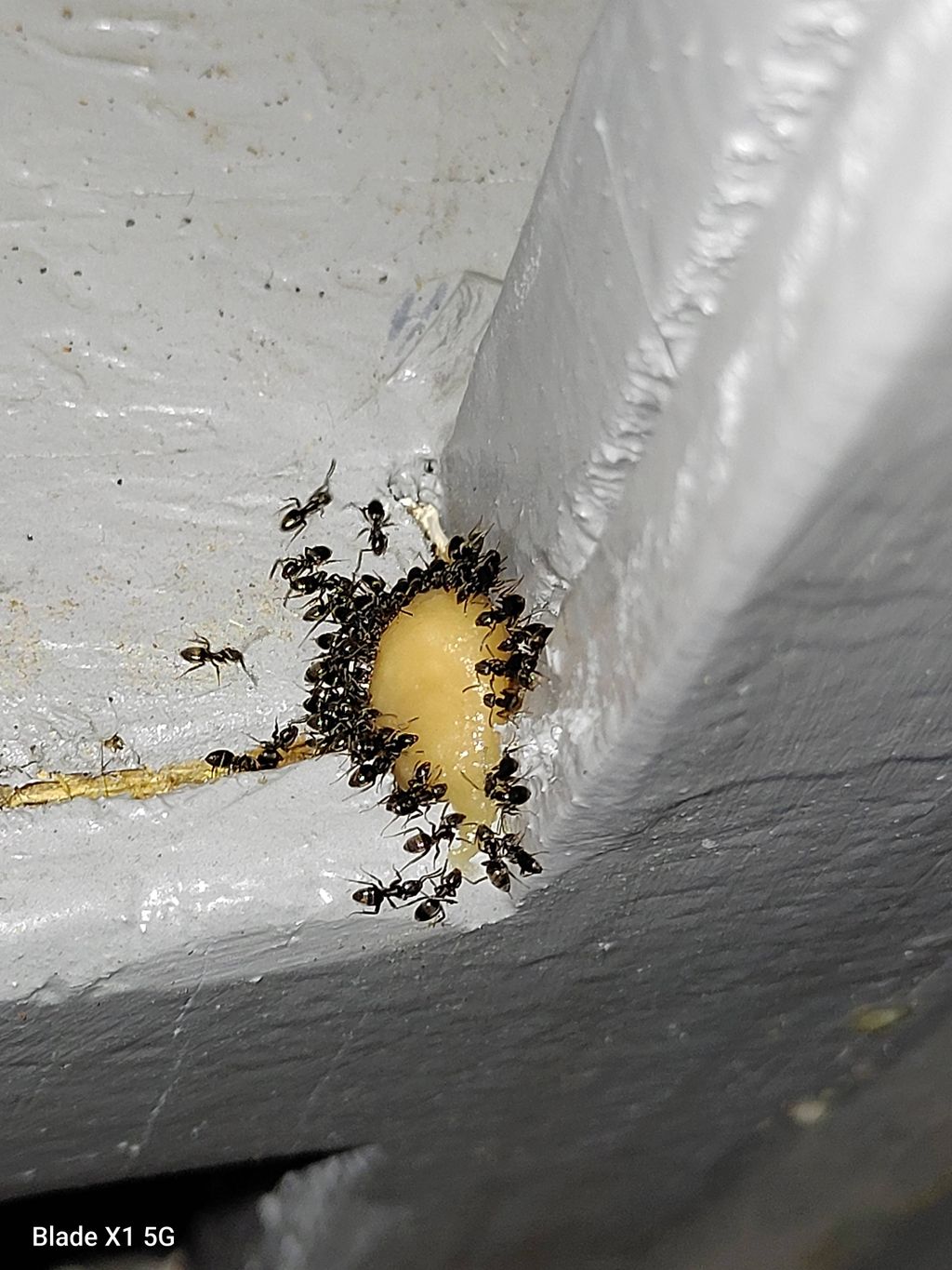 odorous house ants eating ant bait