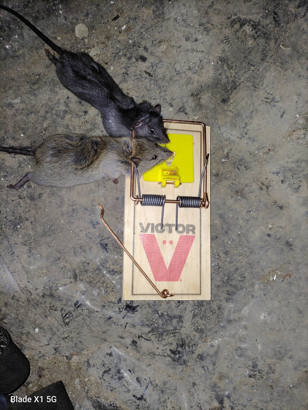 two young rats caught in same trap