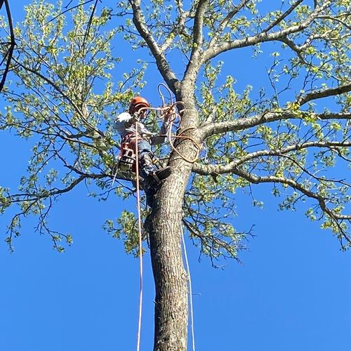 Maryland Tree Service has a lot of hard working ma