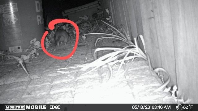 Trail-cam footage of Rodent Removal service 