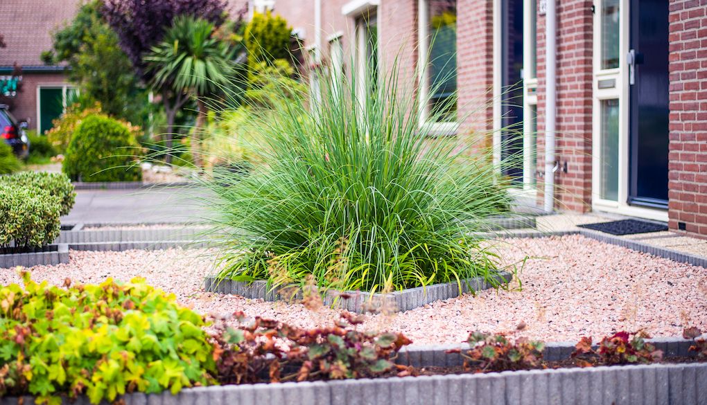 ornamental grass in front yard