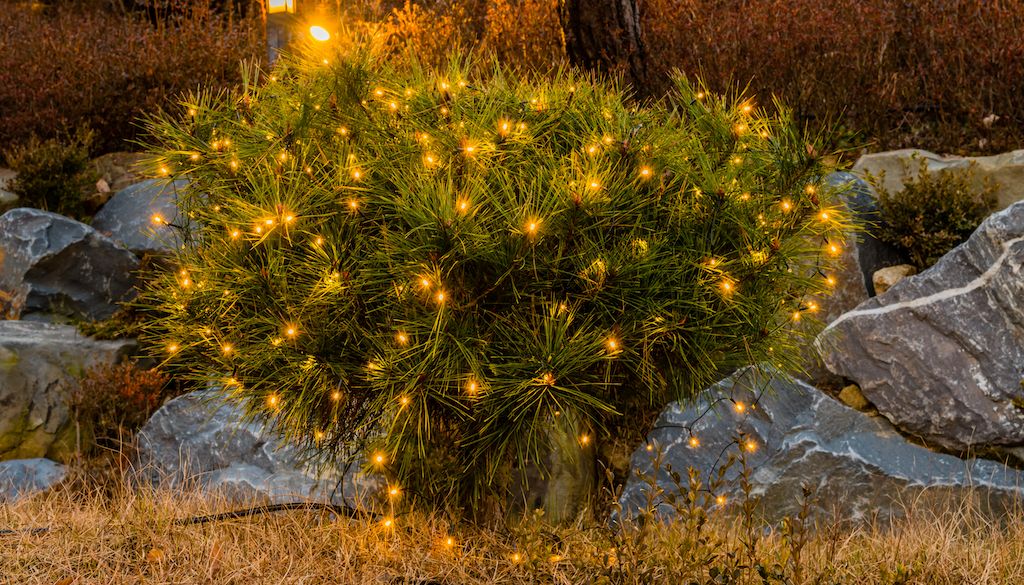 string lights on bush in front yard