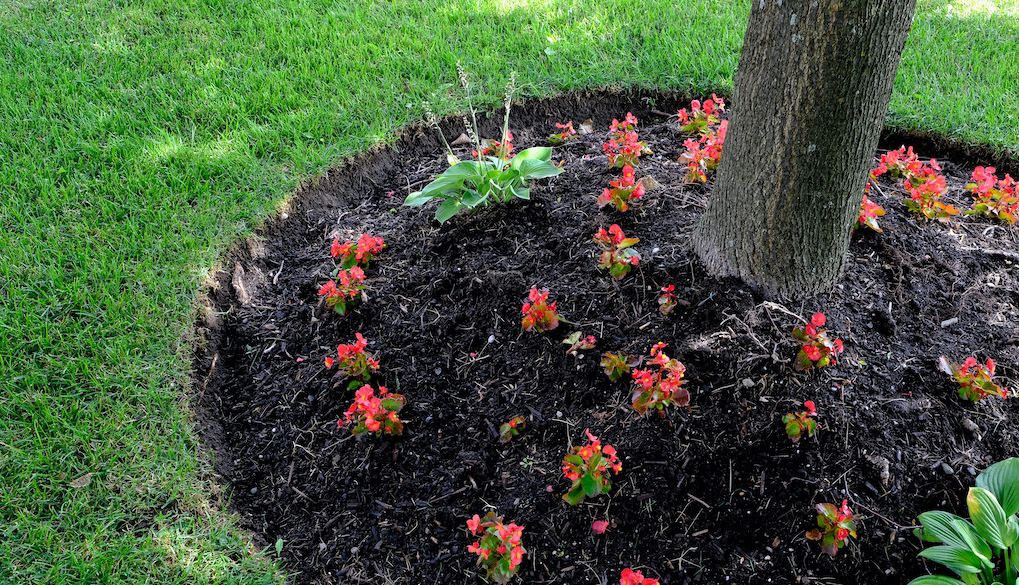 circle flower garden bed under tree