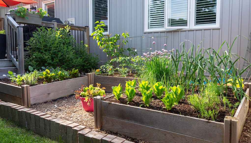 raised garden in backyard