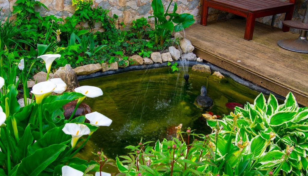 small pond in small backyard