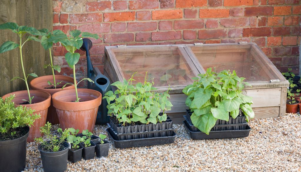 cold frame in backyard