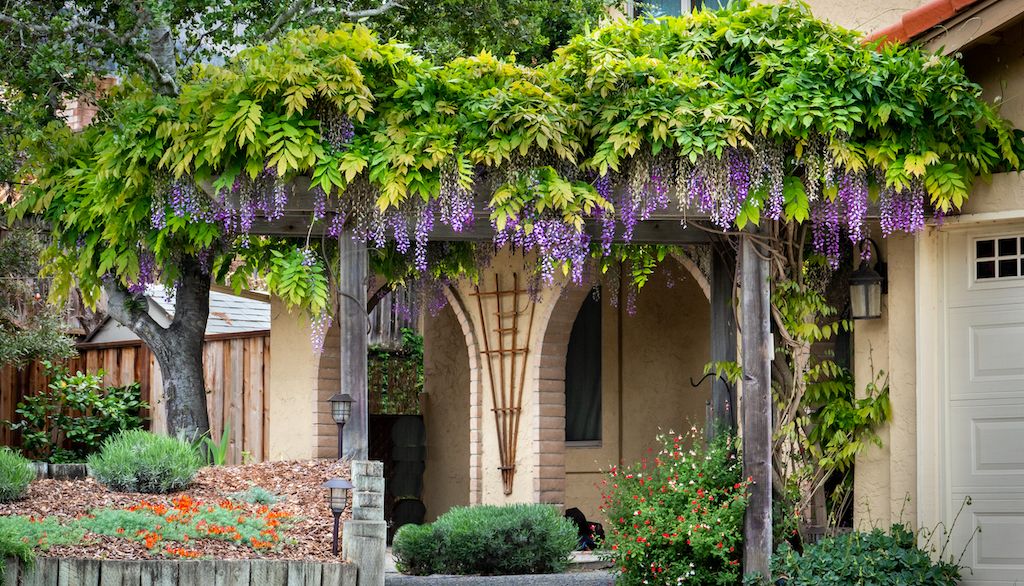 Wisteria plant with purple flowers on trellis in front yard