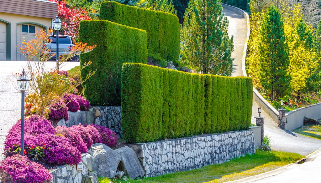 different sized hedges and plants in front yard