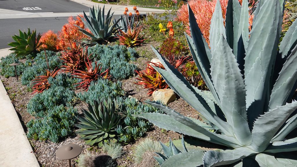 succulents and  drought tolerant landscaping in front yard