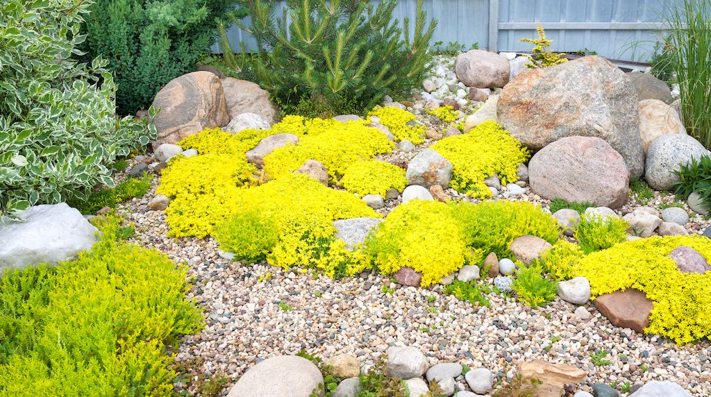 rock garden with yellow plants in yard