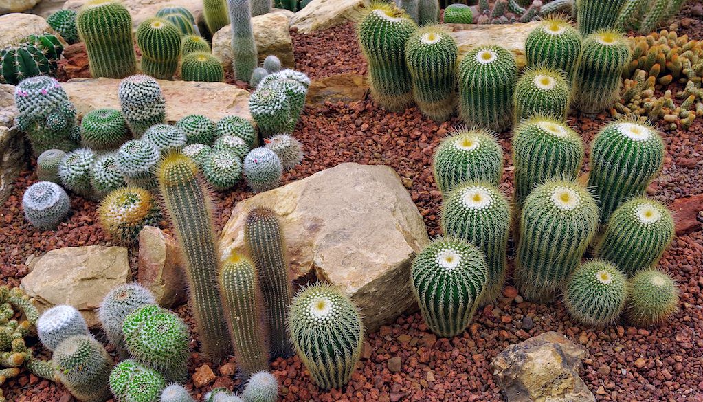 cacti and succulents in yard