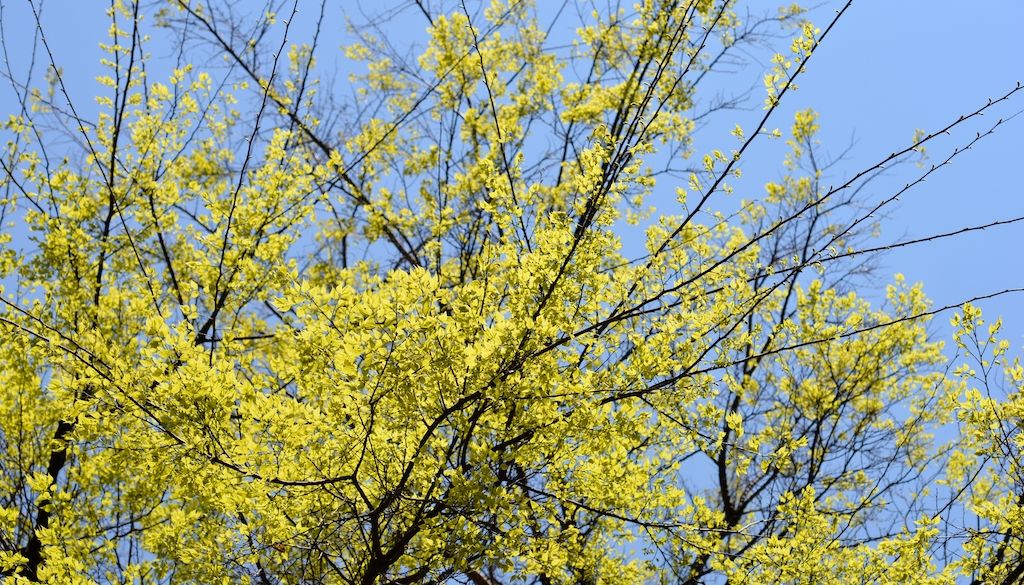 drought tolerant hackberry tree