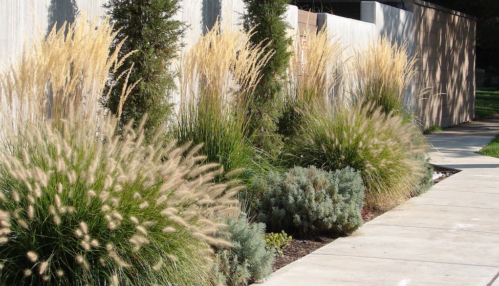 ornamental grasses in xeriscape landscape garden