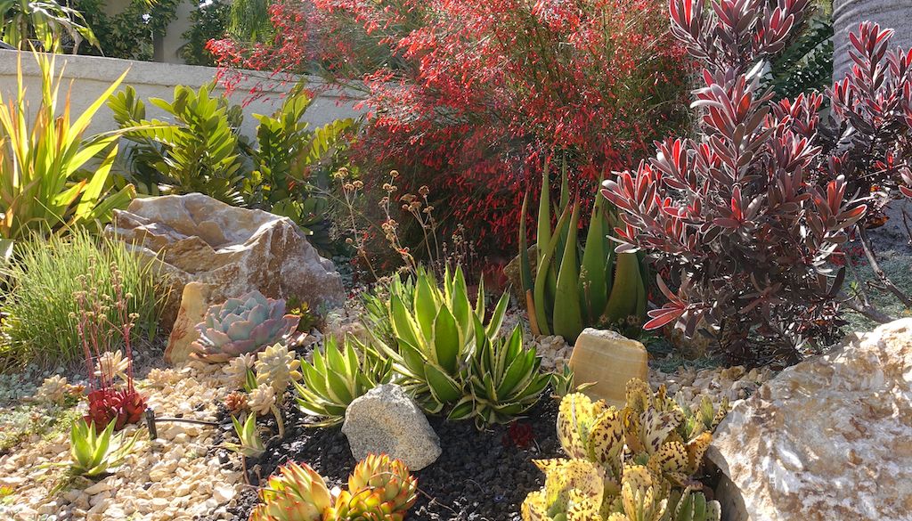 xeriscape garden design with succulents, plants and rocks