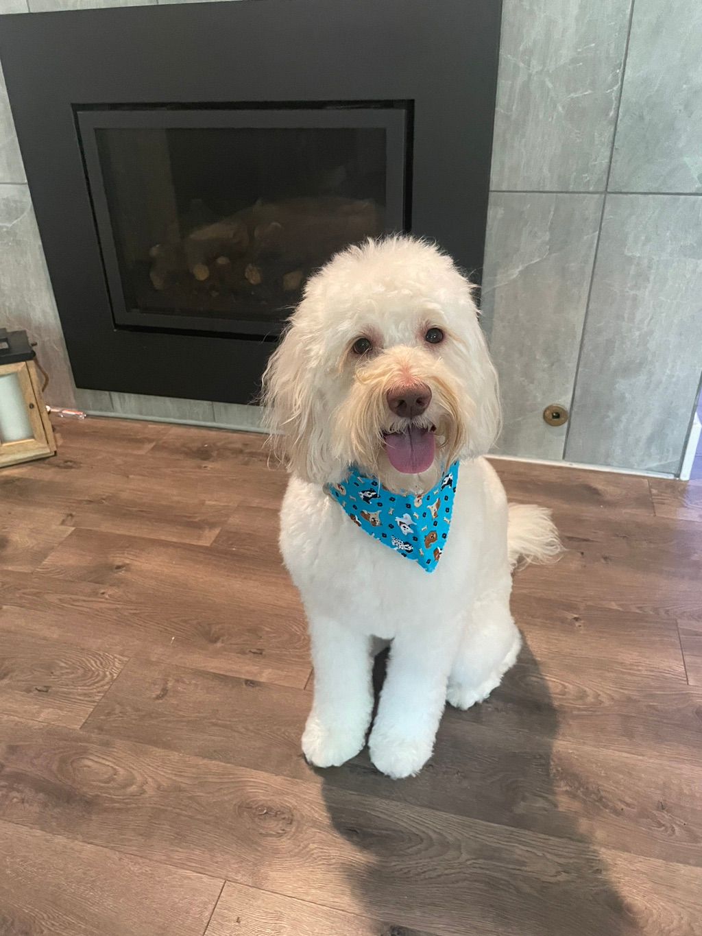 Customer photos
