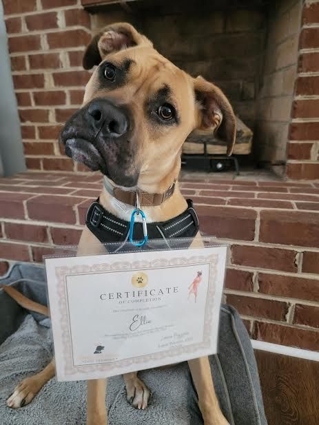 Ellie completed the Angel VIP program!