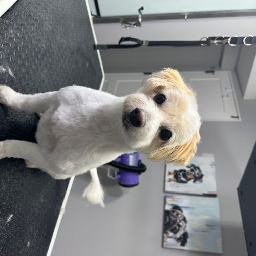 Nicole is the groomer we’ve been looking for! We v