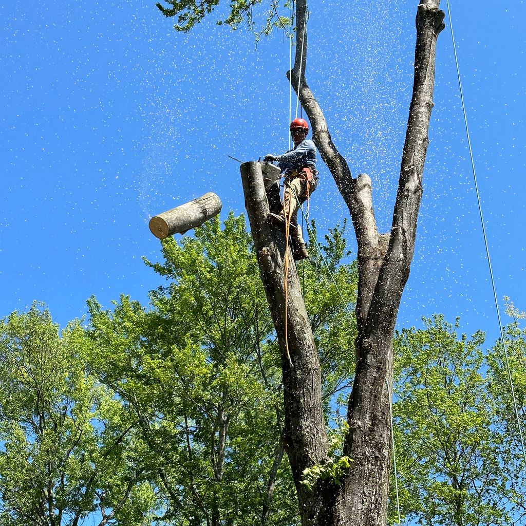 Maquin Tree Services Corp