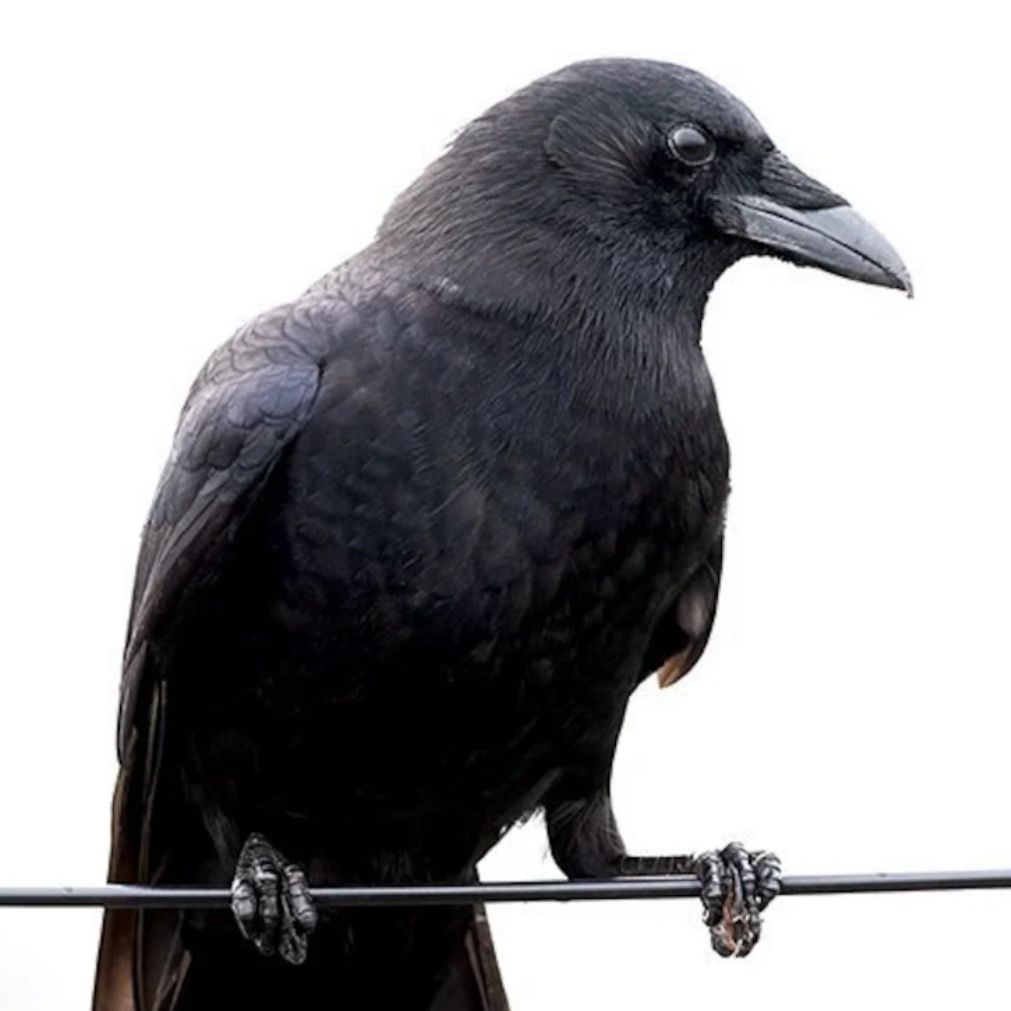 Black Crow Carpentry