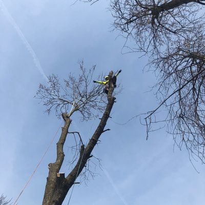 Avatar for JC Tree Service / Stump Grind