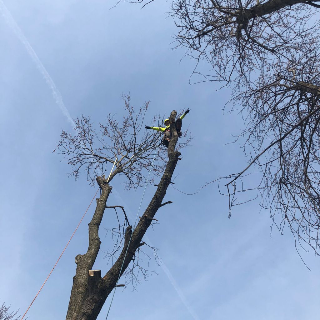 JC Tree Service / Stump Grind
