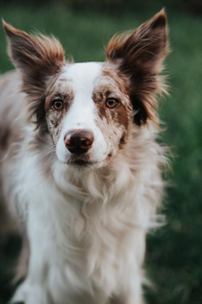 Great mini-session for our dog Otis. Photographer 