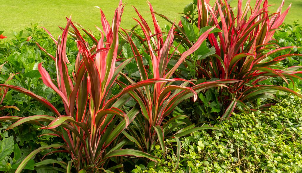 red Cordyline plant and flower