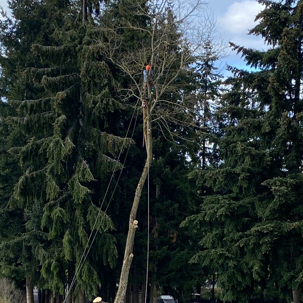 king south tree services