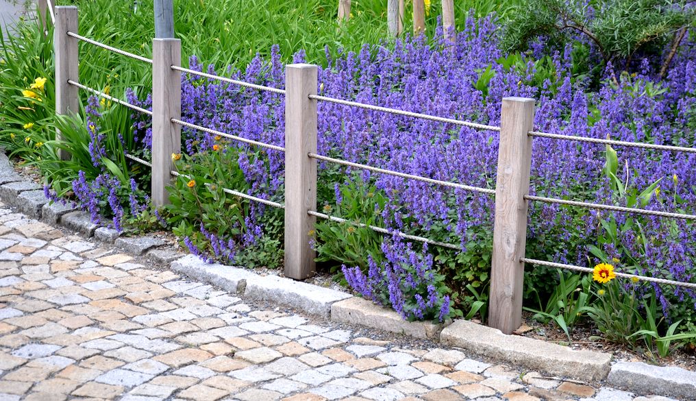 fence around garden and plants