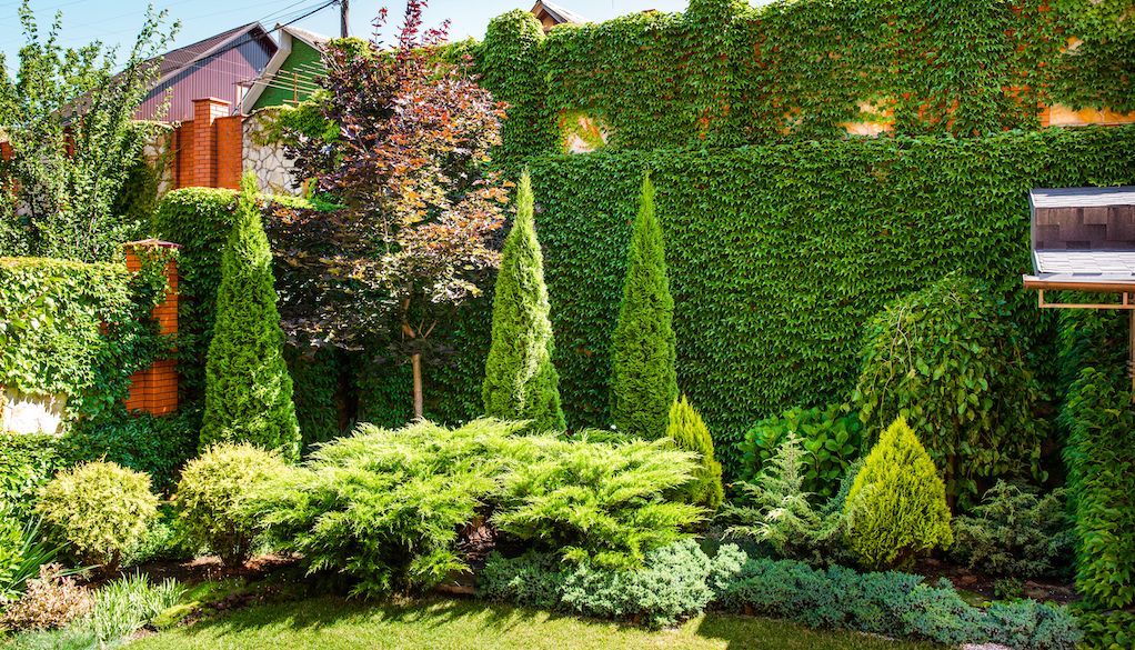 various trees, bushes and shrubs in backyard landscape