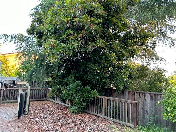 Renato provided a great price to trim four trees a