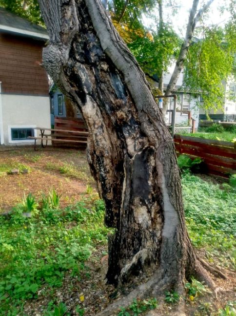 Tree Trimming and Removal