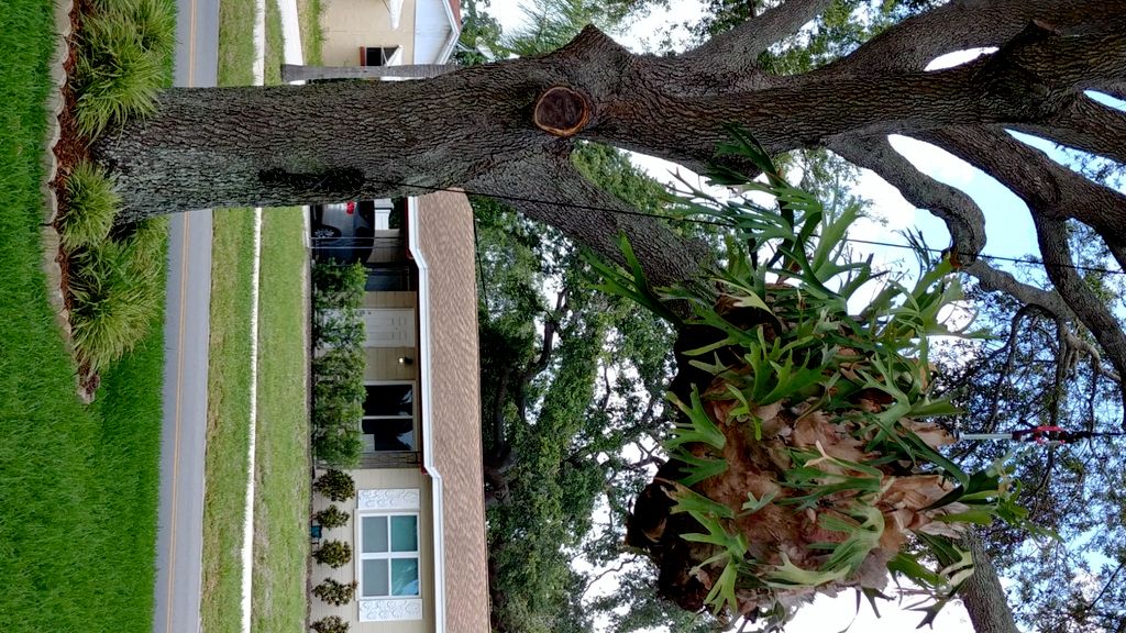 Months ago we obtained a large staghorn fern from 