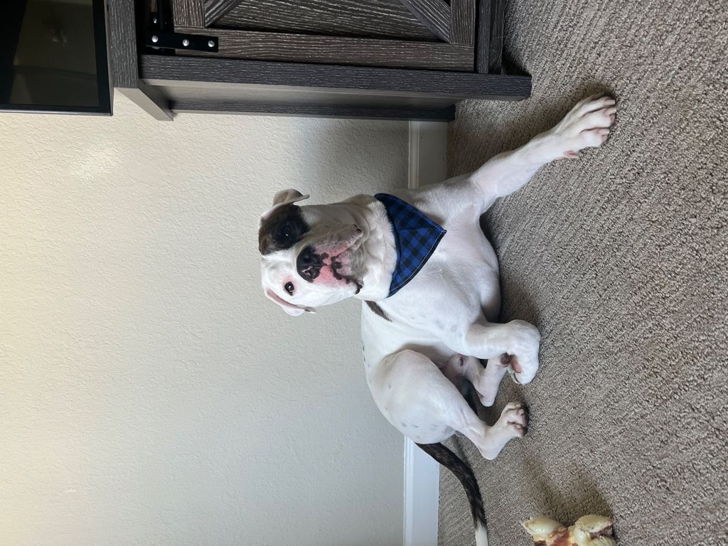 Customer photos
