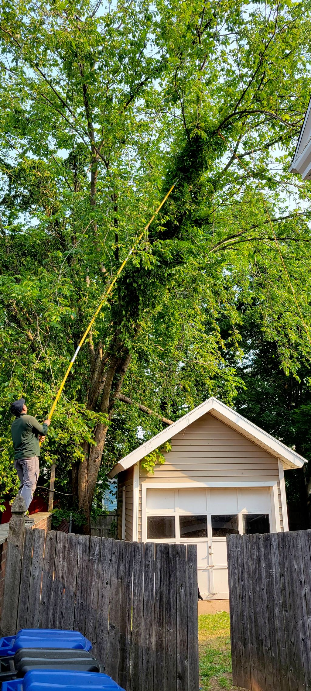 I contacted Edwin to prune some tree limbs draping