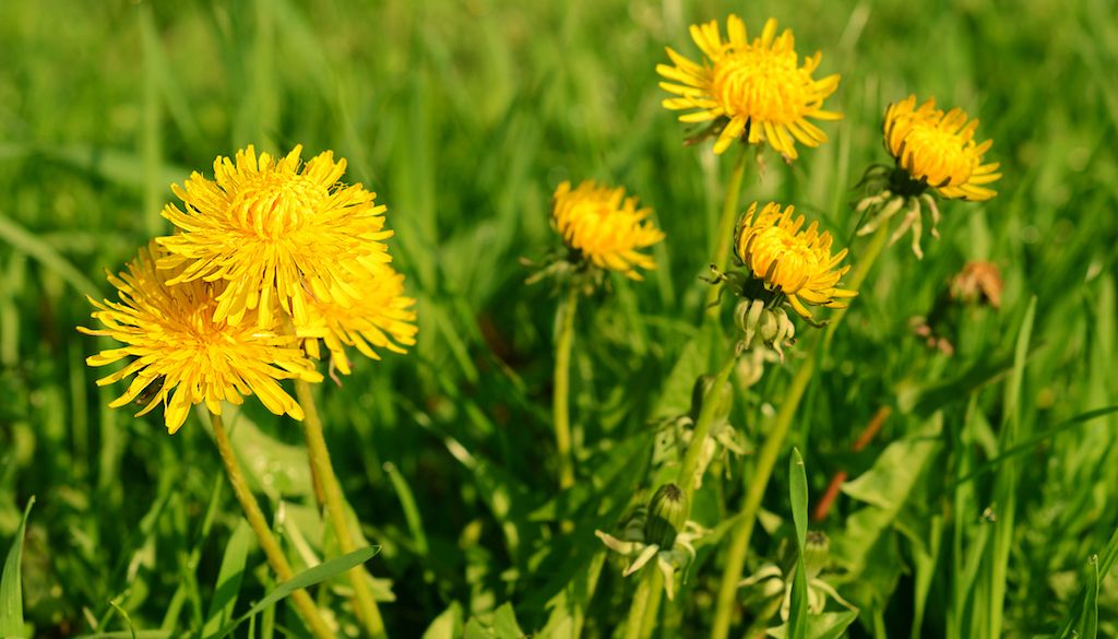 dandelion weeds in grass