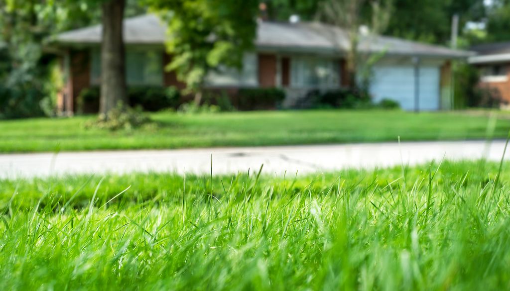 tall grass blades in front of house