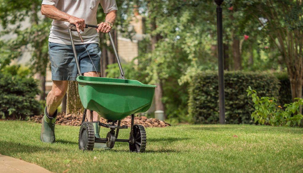 man applying fertilizer to lawn with drop spreader