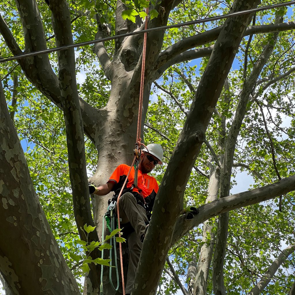 5 Stars Tree Service