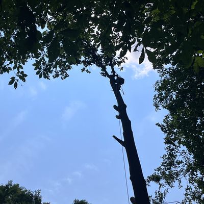Avatar for Red woodpecker tree service yeswecandoyourjob