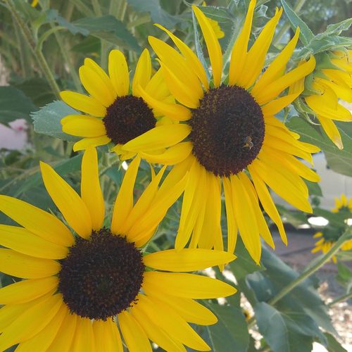 Acosta Landscapes LLC