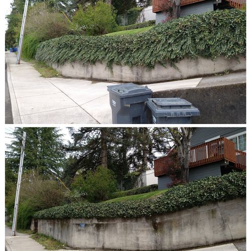Before and After Ivy Overhang Trimmed