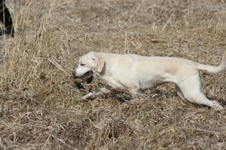 hunting