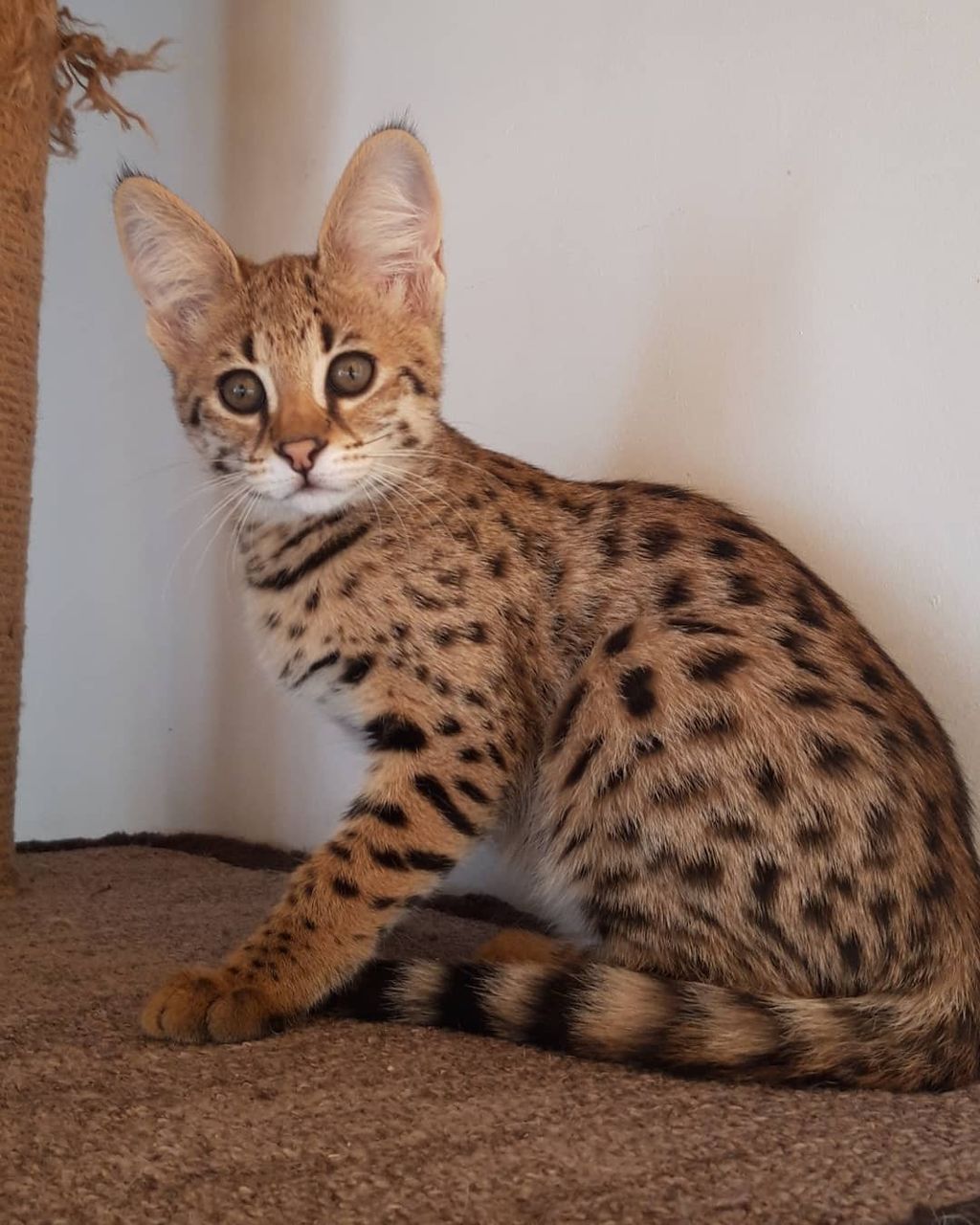 Savannah