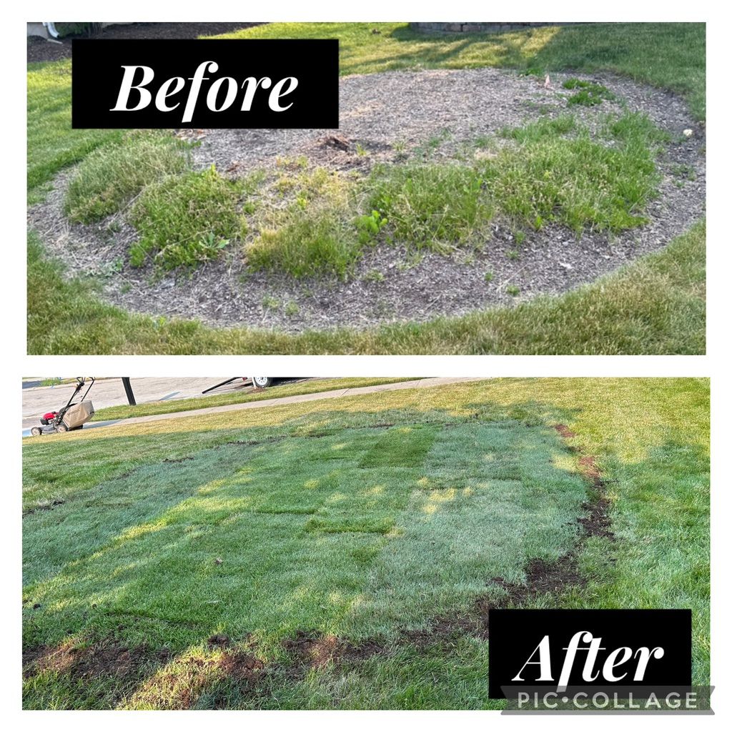 Removed old stump grindings and remaining roots fr